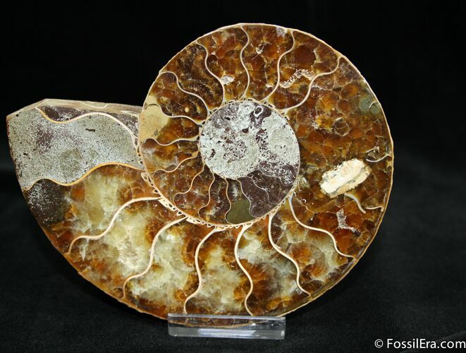 Inch Cleoniceras Ammonite (Half) #1444
